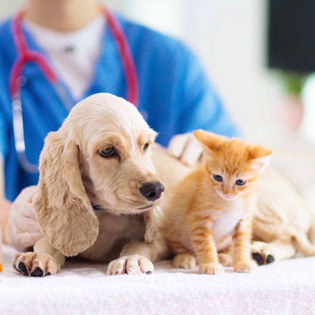Loxahatchee Groves Vet Clinic (1)