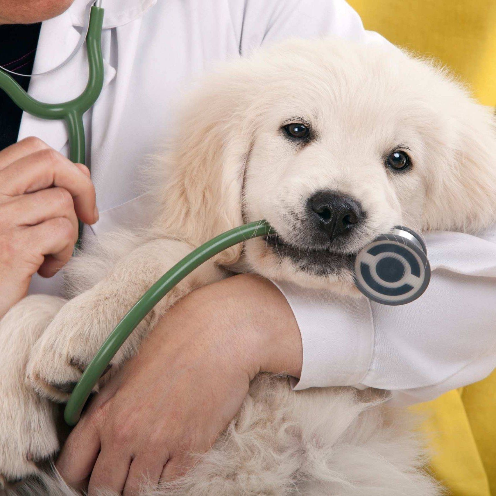 Loxahatchee Groves Vet Clinic (2)