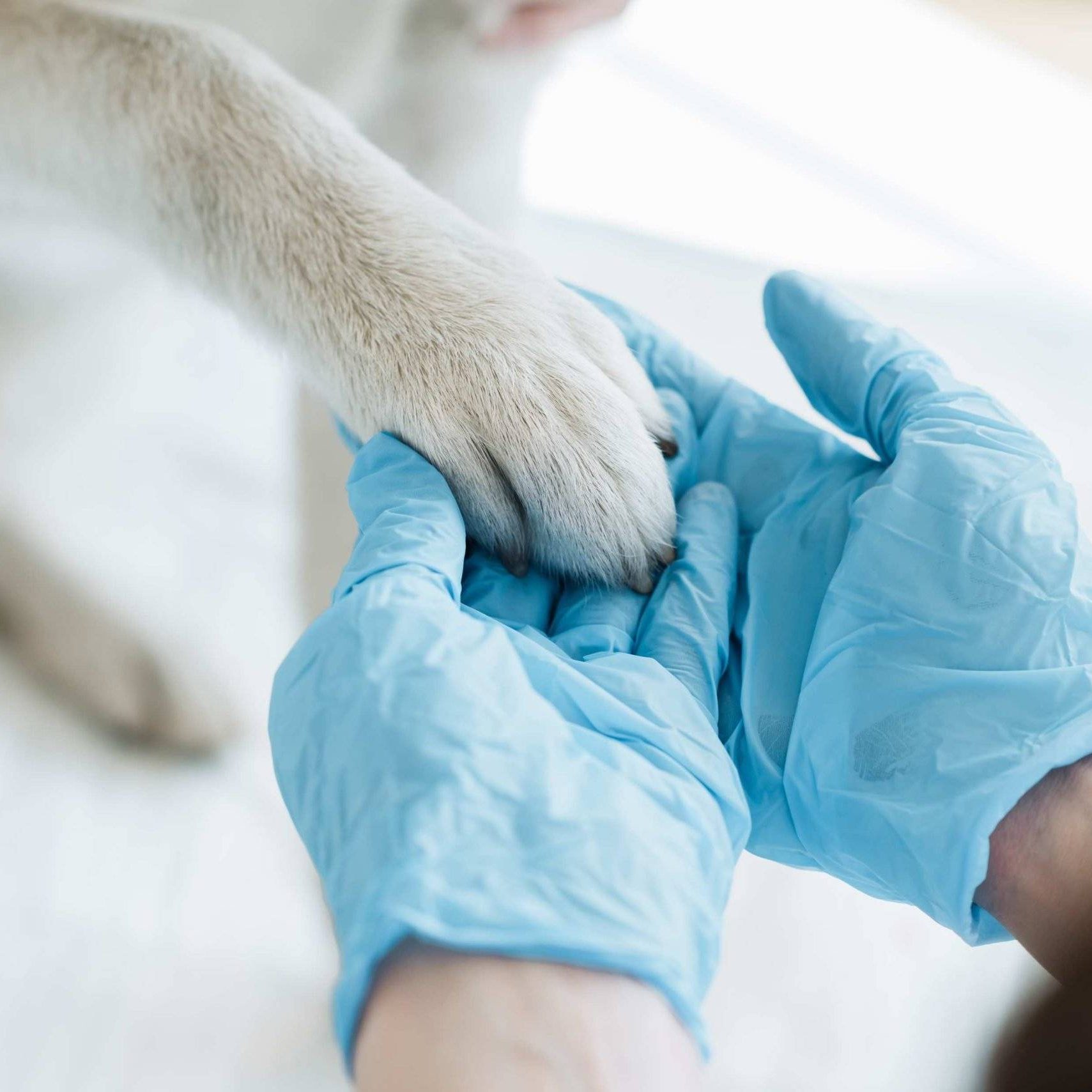 Loxahatchee Groves Vet Clinic (3)