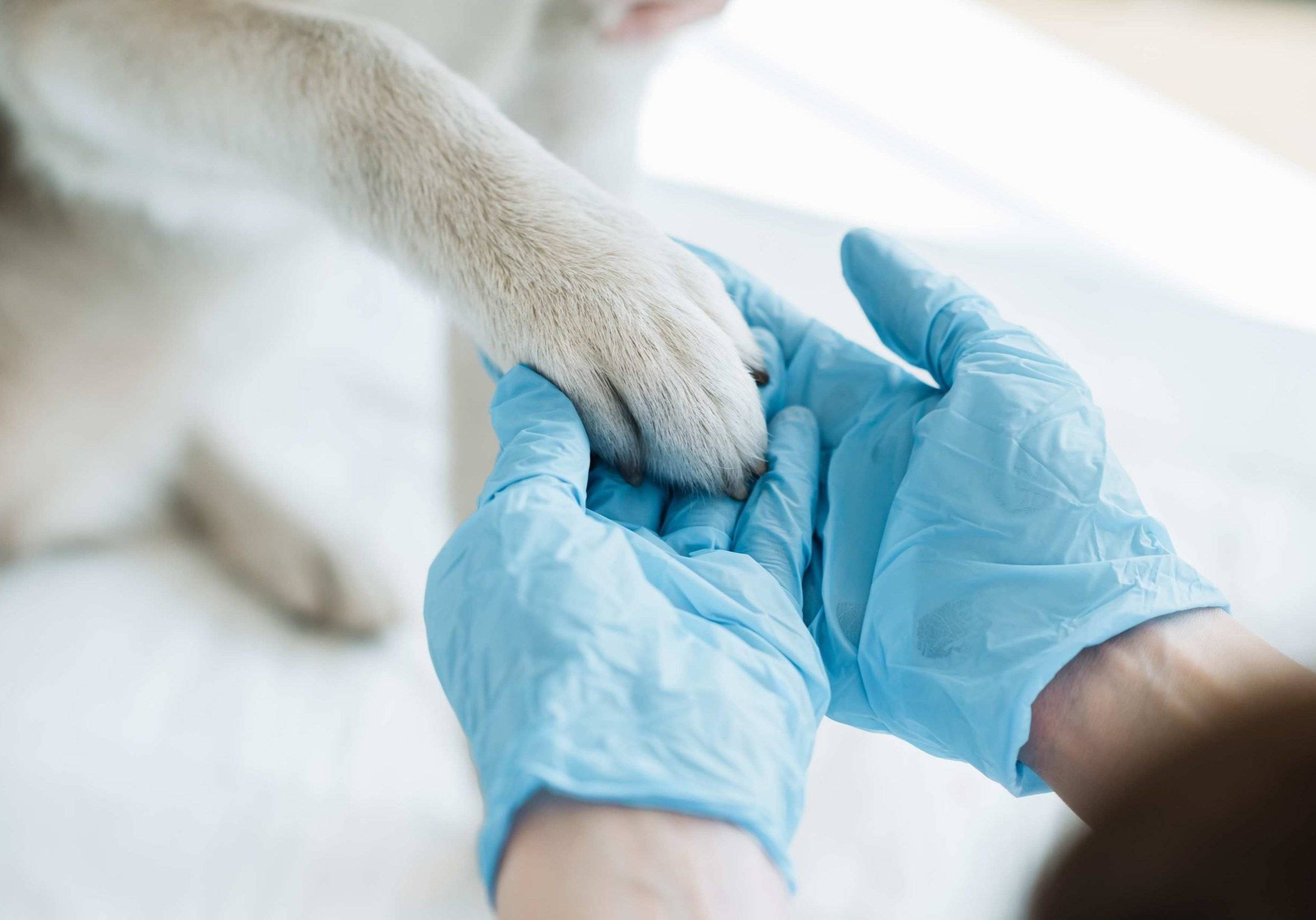 Loxahatchee Groves Vet Clinic (3)