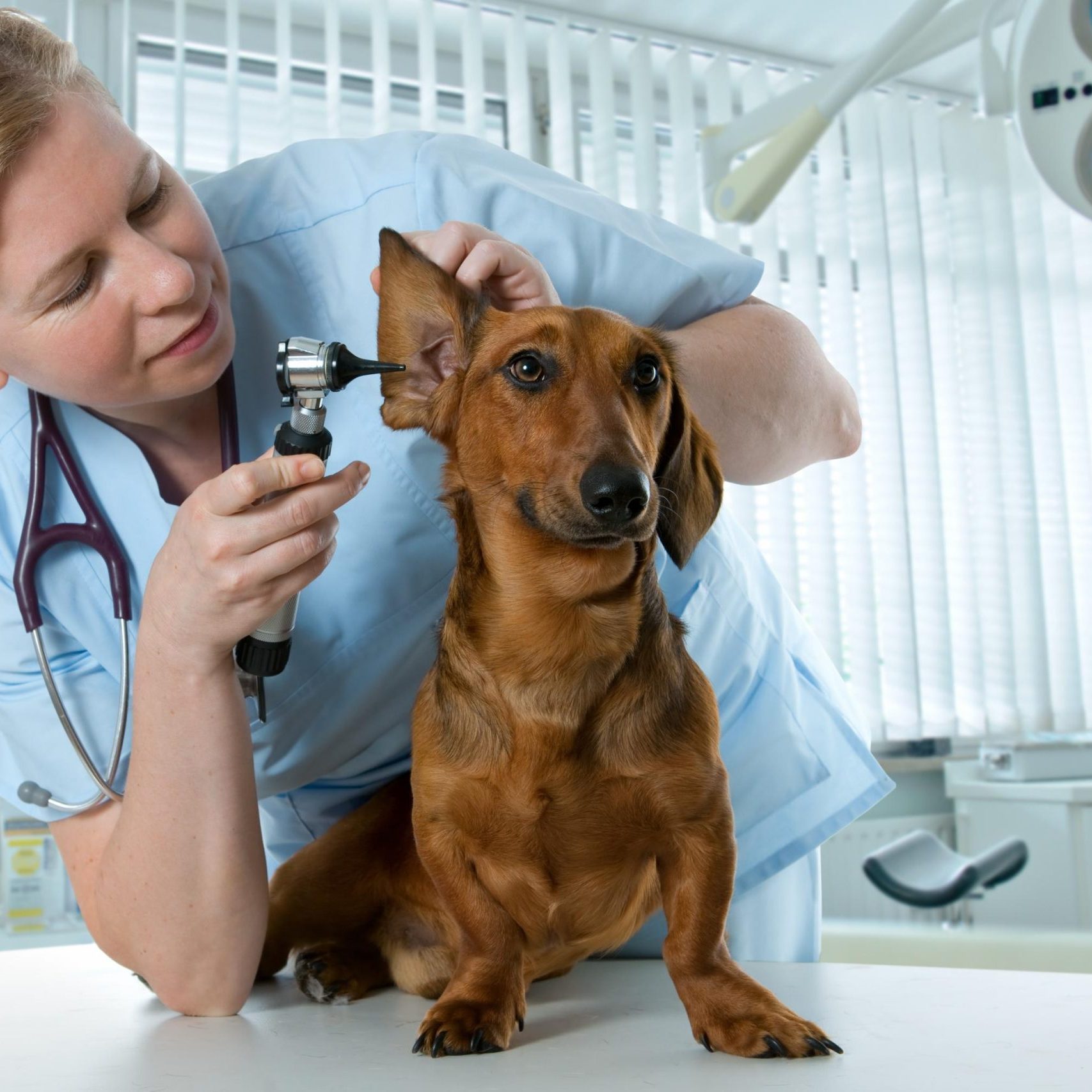 Loxahatchee Groves Veterinary Clinic (1)