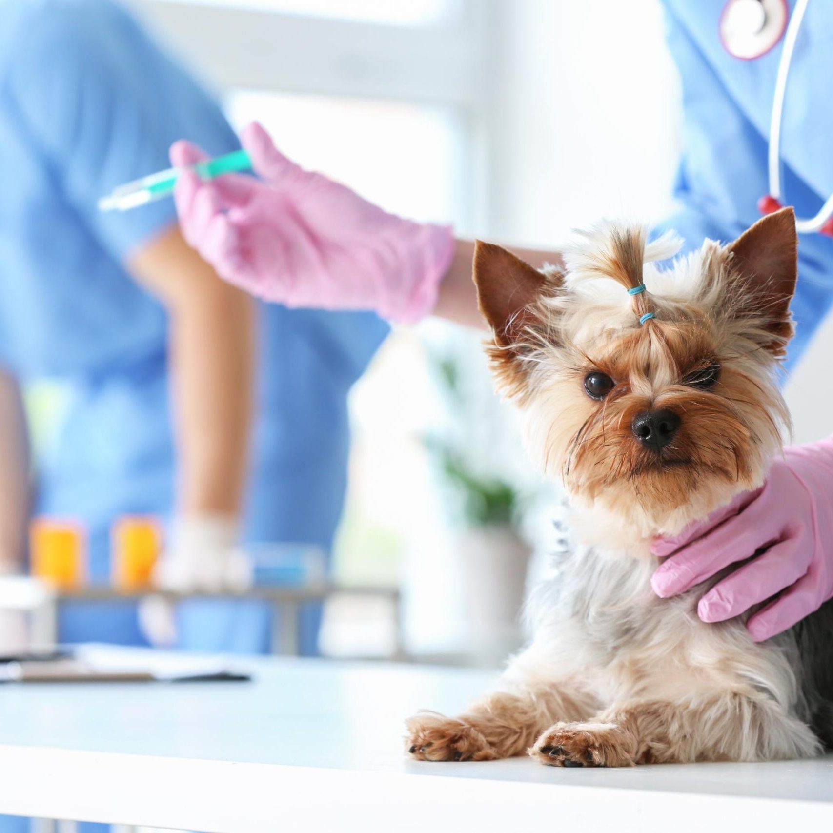 Loxahatchee Groves Veterinary Clinic (10)