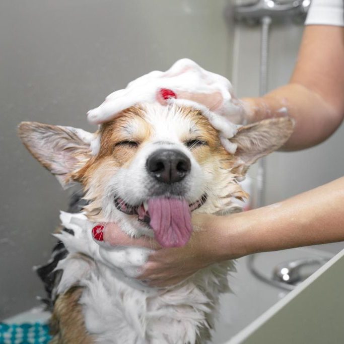 Loxahatchee Groves Veterinary Clinic (11)