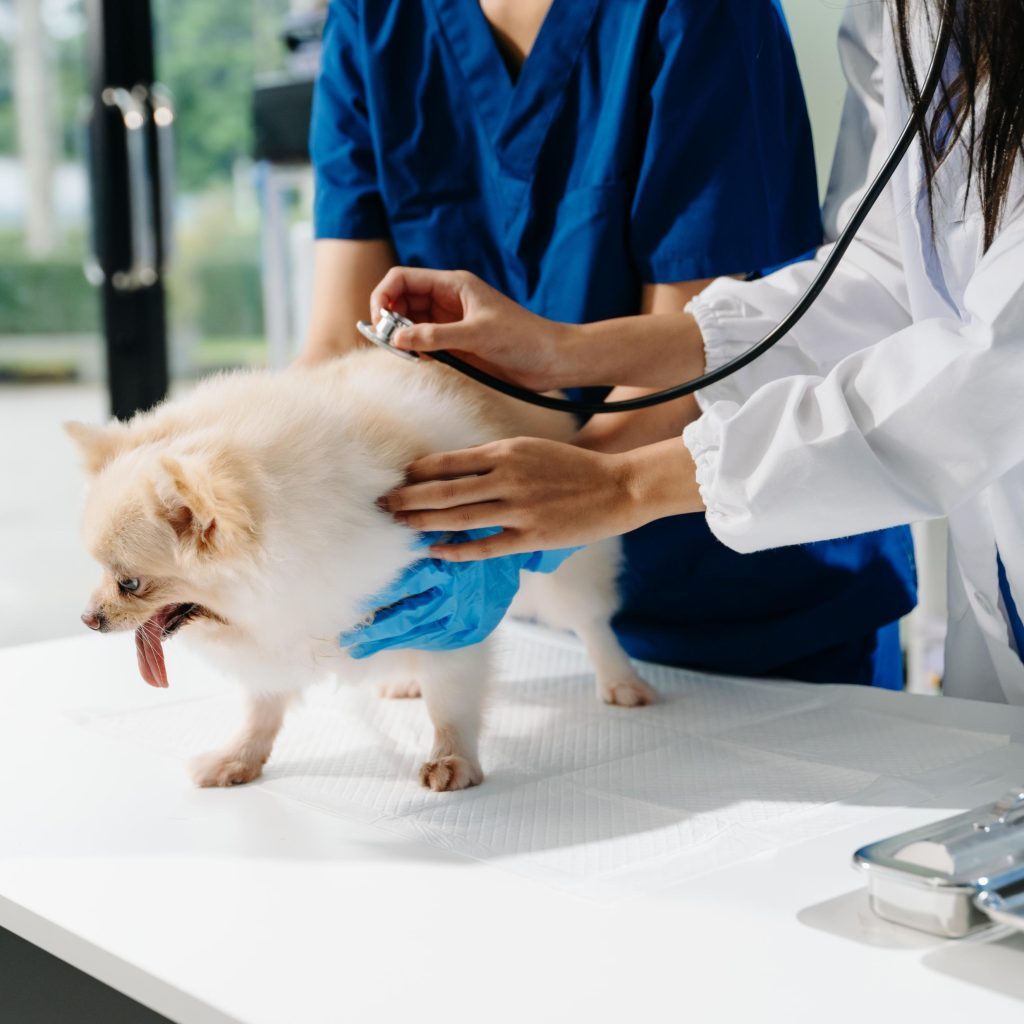 Loxahatchee Groves Veterinary Clinic (15)