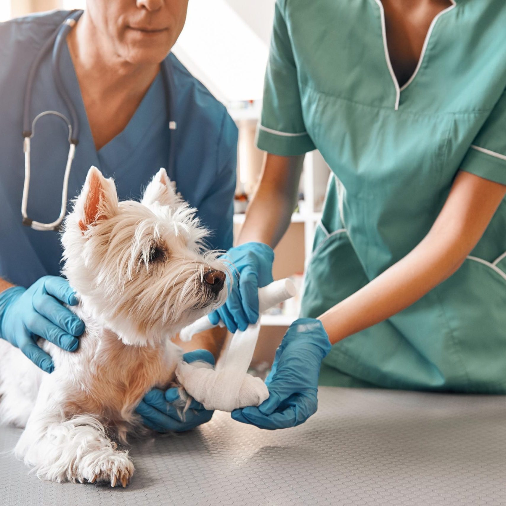Loxahatchee Groves Veterinary Clinic (4)