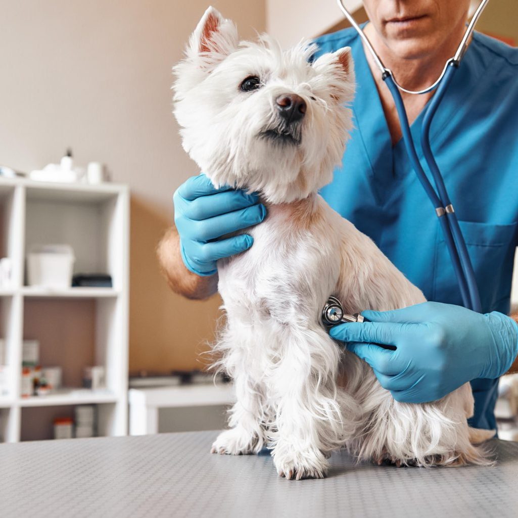 Loxahatchee Groves Veterinary Clinic (5)