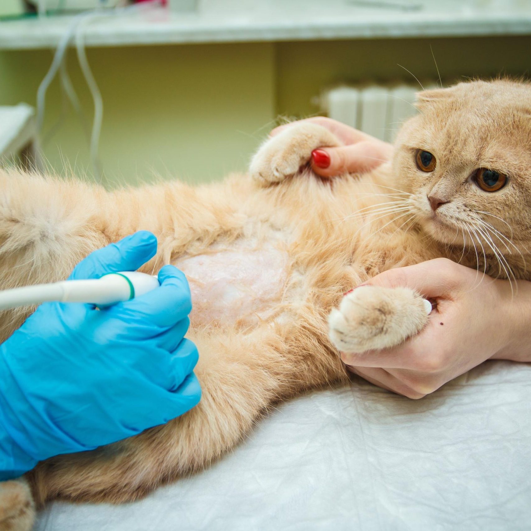 Loxahatchee Groves Veterinary Clinic (6)