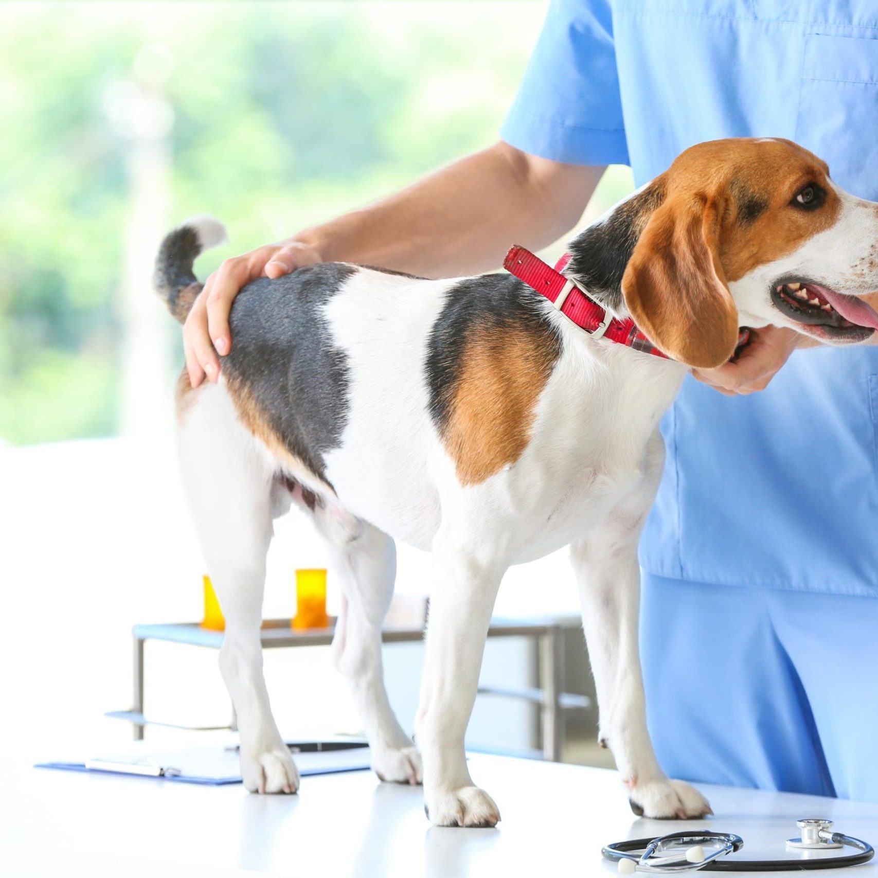 Loxahatchee Groves Veterinary Clinic (9)